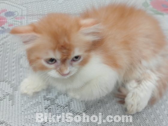 Traditional Persian Male kitten